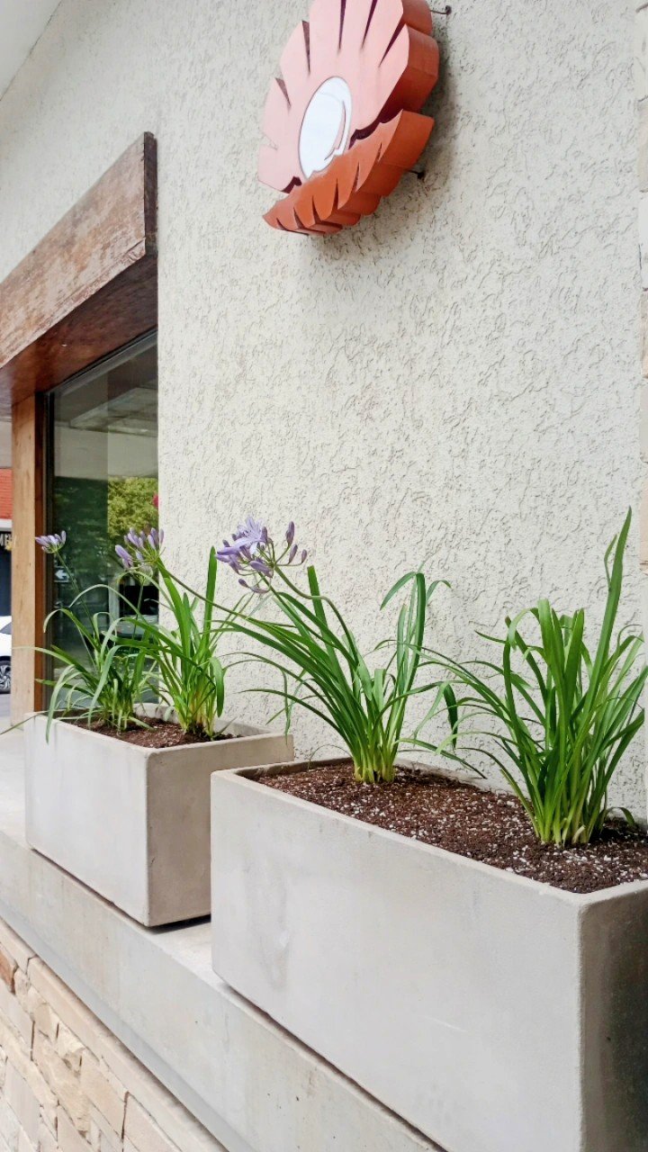 Jardineras de hormigón con agapantos en la fachada de una farmacia