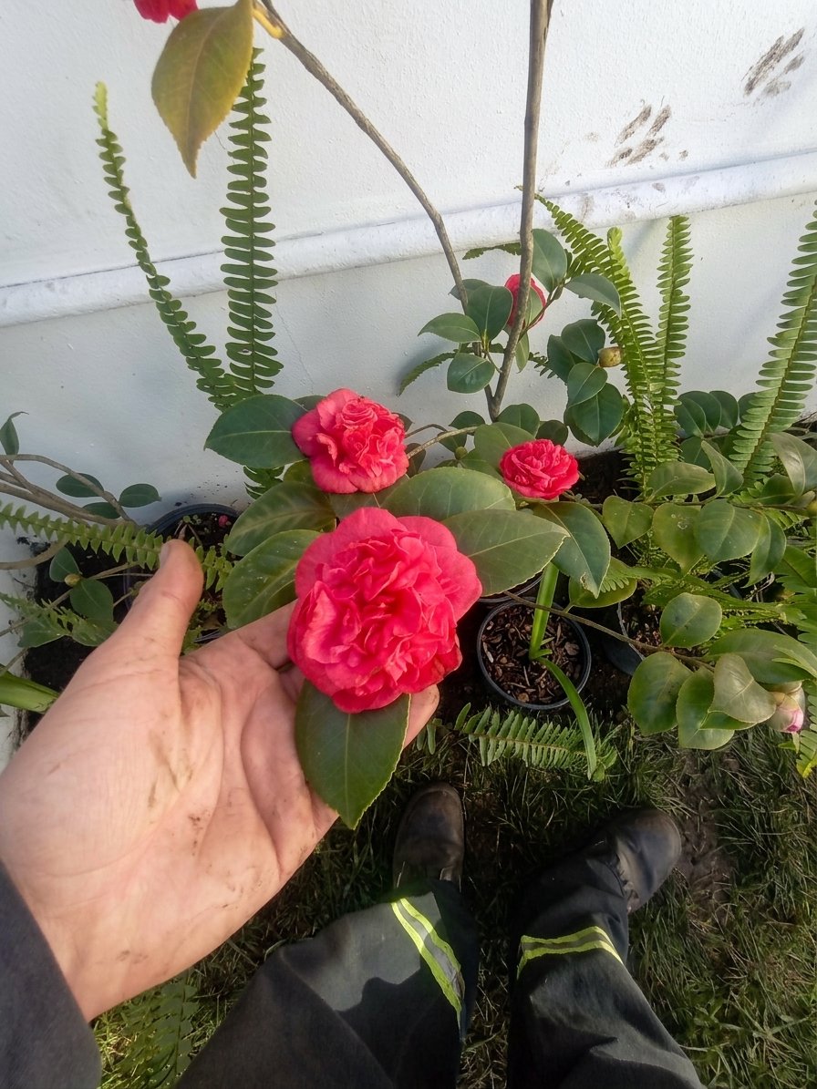Mano sosteniendo una flor de camelia durante una tarea en obra